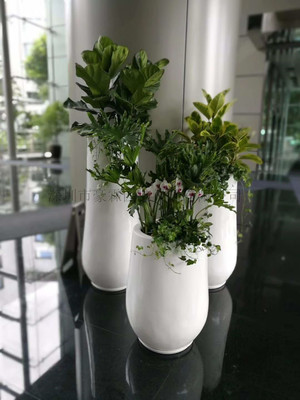 南山花卉绿植盆栽 租摆绿植与花卉绿植的全面指南