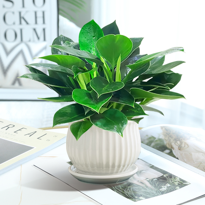 慧仲鲜花绿植 让自然之美融入生活，打造诗意栖息地