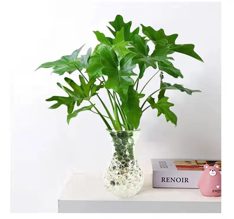 春羽水培 懒人也能轻松拥有的室内绿意