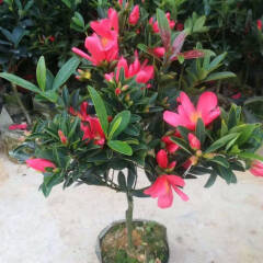 四季红山茶 京东花卉绿植中的不败之美