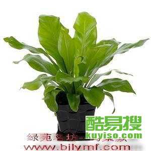北京花卉绿植送货上门服务指南 酷易搜助您轻松装点生活