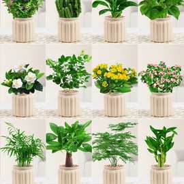 栀子花香，庭院绿植的优雅之选