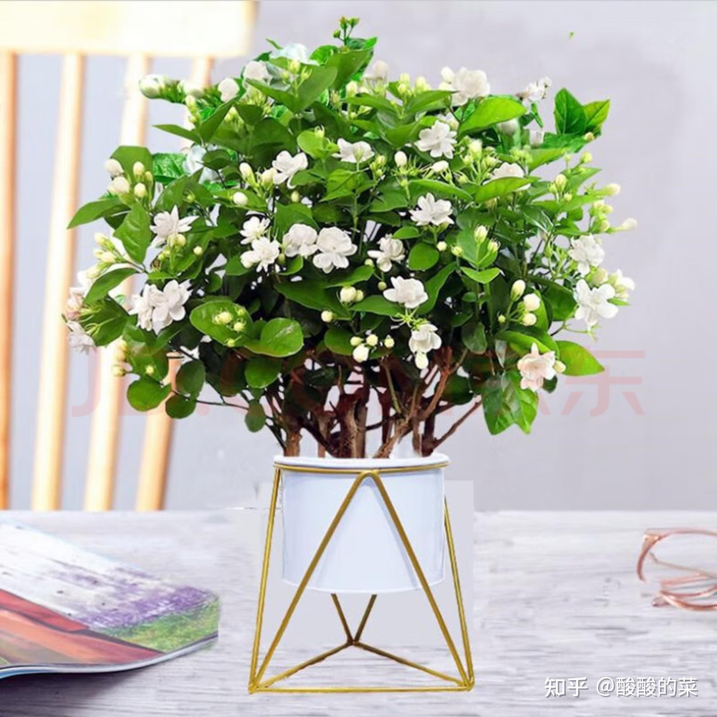 花卉绿植 为生活增添一抹色彩与生机