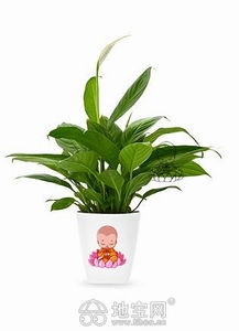 南昌绿植租摆服务 为写字楼、酒店与办公室注入盎然生机