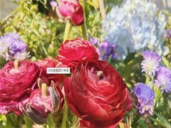 秦皇岛鲜花市场 海滨之城的绿意与芬芳