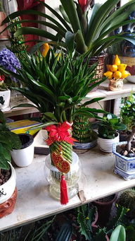 江门朝阳花 绿意生活的理想选择——植物租赁与花卉绿植服务全解析